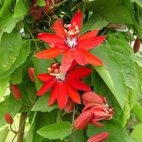 Coccinea Blumensamen zur Aussaat – pflegeleicht – Traditionssorte & ohne Gentechnik Samen Hausgarten