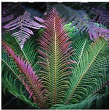 Rosa Fern zur Aussaat Halbschatten verträglich Traditionssorte & ohne Gentechnik Samen Hausgarten