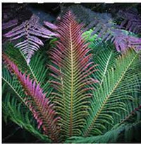 Rosa Fern zur Aussaat Halbschatten verträglich Traditionssorte & ohne Gentechnik Samen Hausgarten