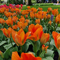 Orange Rot Tulpe Blumensamen zur Aussaat – Traditionssorte ohne Gentechnik biologisch Garten Samen – leuchtend Blüten Keimung