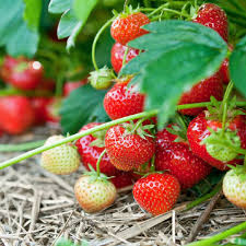 Semi di fragola Seascape per il giardino domestico