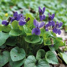 Lila Veilchen Odorata Blumensamen zur Aussaat – Bestäuber freundlich – Traditionssorte & ohne Gentechnik Samen Hausgarten