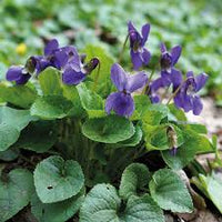 Lila Veilchen Odorata Blumensamen zur Aussaat – Bestäuber freundlich – Traditionssorte & ohne Gentechnik Samen Hausgarten