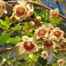Gelb Chimonanthus Blumensamen zur Aussaat – ideal Rabatten – Traditionssorte & ohne Gentechnik Samen Hausgarten