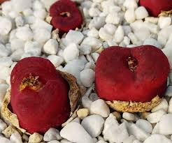 Rot Conophytum Blumensamen zur Aussaat – Halbschatten verträglich – Traditionssorte & ohne Gentechnik Samen Hausgarten