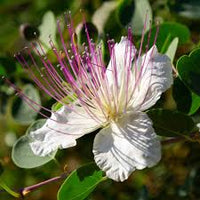 Capparis Blumensamen zur Aussaat – Bestäuber freundlich – Traditionssorte & ohne Gentechnik Samen Hausgarten