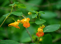 Orange Weiß Springkraut Blumensamen zur Aussaat – Traditionssorte ohne Gentechnik biologisch Garten Samen Keimung