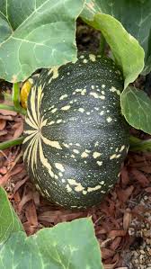 Schwarz Pumpkin Samen zum Pflanzen: Grow Your Own Gemüse Harvest