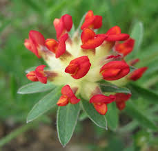 Rot Wicke Blumensamen zur Aussaat Traditionssorte ohne Gentechnik sonnenliebend Keimung Garten Samen
