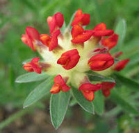 Rot Wicke Blumensamen zur Aussaat Traditionssorte ohne Gentechnik sonnenliebend Keimung Garten Samen