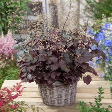 Lila Coral Bell Blumensamen zur Aussaat – saisonal Dauerblüher – Traditionssorte & ohne Gentechnik Samen Hausgarten