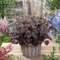 Lila Coral Bell Blumensamen zur Aussaat – saisonal Dauerblüher – Traditionssorte & ohne Gentechnik Samen Hausgarten