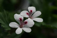 Weiß Braun Pelargonium Blumensamen zur Aussaat – Traditionssorte ohne Gentechnik biologisch Garten Samen – Border Blüten Keimung