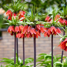 Rot Crown Imperial Fritillaria Blumensamen – Traditionssorte ohne Gentechnik Blüten elegant Frühling Garten Aussaat
