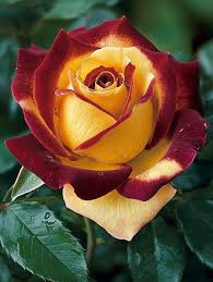 Rosa Gelb Walter Mains Blumensamen zur Aussaat lang Blüte Saison Traditionssorte & ohne Gentechnik Samen Hausgarten