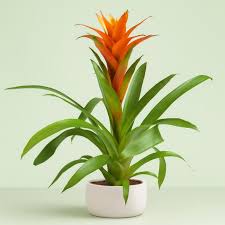 Orange Bromeliad Tillandsia Bulbosa Blumensamen zur Aussaat – Schnitt Blume beliebt – Traditionssorte & ohne Gentechnik Samen Hausgarten