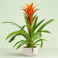 Orange Bromeliad Tillandsia Bulbosa Blumensamen zur Aussaat – Schnitt Blume beliebt – Traditionssorte & ohne Gentechnik Samen Hausgarten
