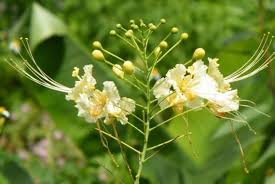 Weiß Caesalpinia Blumensamen zur Aussaat – Bestäuber freundlich Traditionssorte & ohne Gentechnik Samen Hausgarten