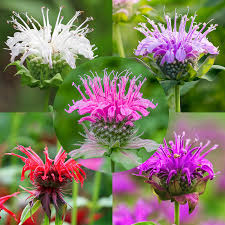 Gemischt Monarda Didyma Blumensamen zur Aussaat – Wildblume Mischung – Traditionssorte & ohne Gentechnik Samen Hausgarten