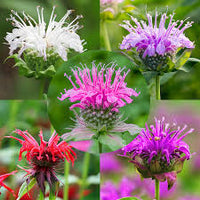 Gemischt Monarda Didyma Blumensamen zur Aussaat – Wildblume Mischung – Traditionssorte & ohne Gentechnik Samen Hausgarten