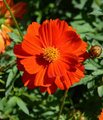 Cosmos Rot Blumensamen zur Aussaat – leuchtend Blüten – Traditionssorte & ohne Gentechnik Samen Hausgarten