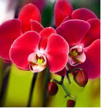 Marron Schmetterlingsorchidee Orchidee Samen zur Aussaat hochwertige Qualitäts- Traditionssorte & ohne Gentechnik Samen Hausgarten