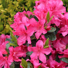 Azalee Rosa Rhododendron Blumensamen zur Aussaat sonnenliebend Traditionssorte & ohne Gentechnik Samen Hausgarten