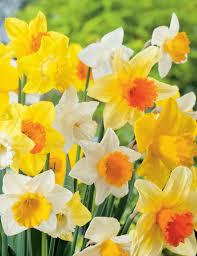 Blau Gelb Narzisse Blumensamen zur Aussaat leuchtend Blüten Traditionssorte & ohne Gentechnik Samen Hausgarten
