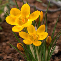 hell Gelb Crocus Blumensamen zur Aussaat farbenfroh Schau Traditionssorte & ohne Gentechnik Samen Hausgarten