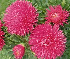 dunkel Rosa Aster Callistephus Blumensamen zur Aussaat saisonal Dauerblüher Traditionssorte & ohne Gentechnik Samen Hausgarten