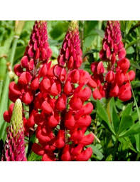 Rot Lupin Blumensamen zur Aussaat – Drought verträglich – Traditionssorte & ohne Gentechnik Samen Hausgarten