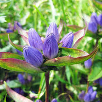 Gentian Blumensamen zur Aussaat – farbenfroh Schau – Traditionssorte & ohne Gentechnik Samen Hausgarten