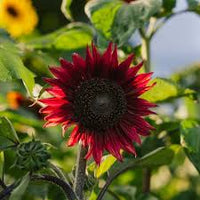 Rot Moulin Sonnenblume Blumensamen zur Aussaat – Anzucht – Traditionssorte & ohne Gentechnik Samen Hausgarten
