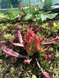 Sarracenia Blumensamen zur Aussaat – Wildblume Mischung – Traditionssorte & ohne Gentechnik Samen Hausgarten