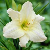 Creme Hemerocallis Blumensamen Schnitt Blume beliebt Traditionssorte & ohne Gentechnik Samen Hausgarten