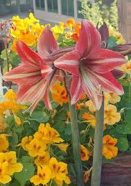 Weiß Rot Kapuzinerkresse Blumensamen kompakt Wuchs Traditionssorte ohne Gentechnik biologisch Garten Samen zur Aussaat