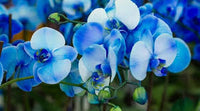 Blau Weiß Schmetterlingsorchidee Orchidee Blumensamen zur Aussaat Landhaus Garten wichtig Traditionssorte & ohne Gentechnik Samen Hausgarten