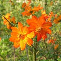 Orange Bossa Nova Blumensamen zur Aussaat – Bestäuber freundlich – Traditionssorte & ohne Gentechnik Samen Hausgarten