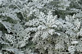Dusty Miller Silver Dust Blumensamen zur Aussaat – farbenfroh Schau – Traditionssorte & ohne Gentechnik Samen Hausgarten