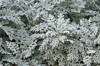 Dusty Miller Silver Dust Blumensamen zur Aussaat – farbenfroh Schau – Traditionssorte & ohne Gentechnik Samen Hausgarten