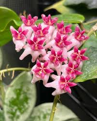 leuchtend Rosa Hoya Blumensamen zur Aussaat Halbschatten verträglich Traditionssorte & ohne Gentechnik Samen Hausgarten