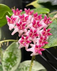 leuchtend Rosa Hoya Blumensamen zur Aussaat Halbschatten verträglich Traditionssorte & ohne Gentechnik Samen Hausgarten