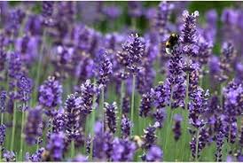 Lavendel Dendrobium Blumensamen zur Aussaat – pflegeleicht – Traditionssorte & ohne Gentechnik Samen Hausgarten
