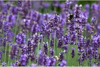 Lavendel Dendrobium Blumensamen zur Aussaat – pflegeleicht – Traditionssorte & ohne Gentechnik Samen Hausgarten