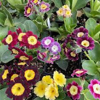 Gemischt Auricula Blumensamen zur Aussaat – lang Blüte Saison – Traditionssorte & ohne Gentechnik Samen Hausgarten