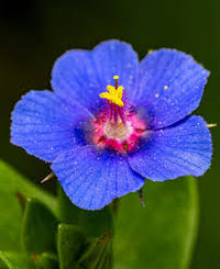 Blau Pimpernel Anagallis Blumensamen zur Aussaat – Wildblume Mischung – Traditionssorte & ohne Gentechnik Samen Hausgarten