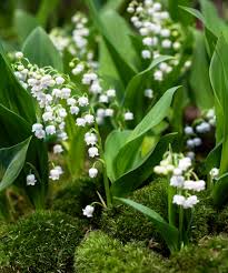 Lilie the Valley Blumensamen zur Aussaat – saisonal Dauerblüher – Traditionssorte & ohne Gentechnik Samen Hausgarten