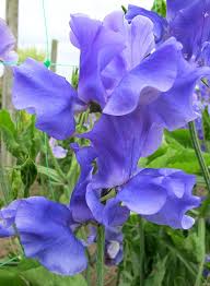 Lavendel Wicke Blumensamen zur Aussaat Versatile Use Traditionssorte & ohne Gentechnik Samen Hausgarten
