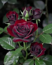 Creme Kastanienrot Rose Blumensamen zur Aussaat farbenfroh Schau Traditionssorte & ohne Gentechnik Samen Hausgarten