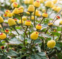 Gelb rot spilanthes acmella pflanze for vibrant garten growth - samen stunning blooms blume samen